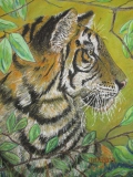 Watching-Bengal-Tiger-077