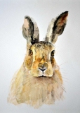 Full-Frontal-Hare