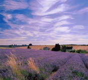 LAVENDER-SNOWS-HILL-Paul-Jones