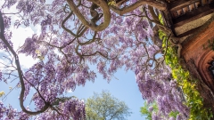 Wightwick wisteria