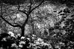Ophelia's fate