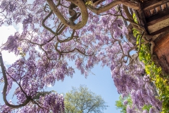Wightwick wisteria