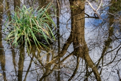 Waterworld: Droitwich Willow Carr